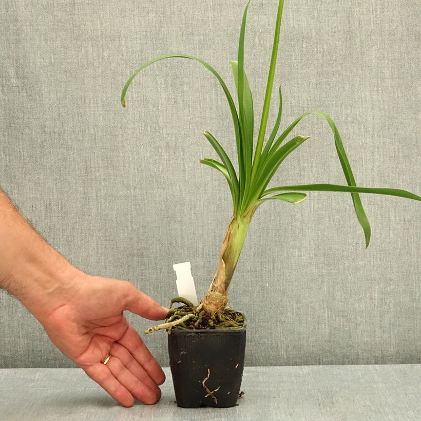 Amostra de Agapanto Vallée de l'Authion Vaso de 8/9 cm tal como entregue no verão