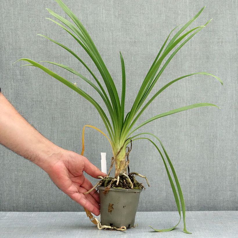 Amostra de Agapanto Vallée de l'Authion Vaso de 8/9 cm tal como entregue na primavera
