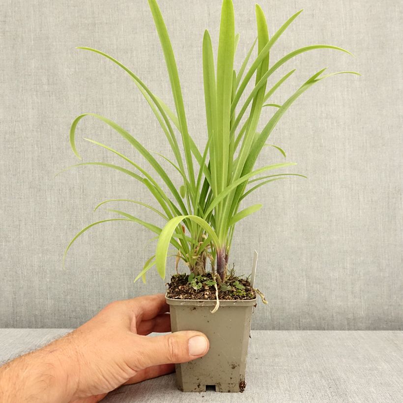 Amostra de Agapanto Vallée de la Loire Vaso de 8/9 cm tal como entregue no verão