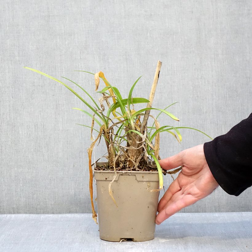 Amostra de Agapanthe Vallée de la Loire Vaso de 2 L/3 L tal como entregue no inverno