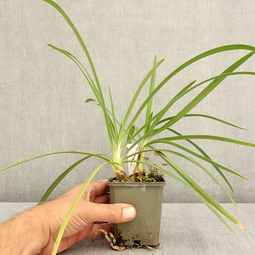 Amostra de Agapanto Vallée de la Sarthe Vaso de 8/9 cm tal como entregue no verão