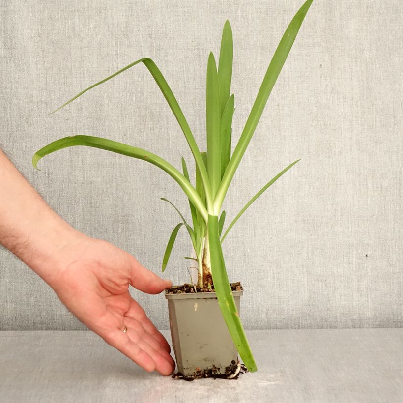 Amostra de Agapanto Vallée de la Sarthe Vaso de 8/9 cm tal como entregue na primavera