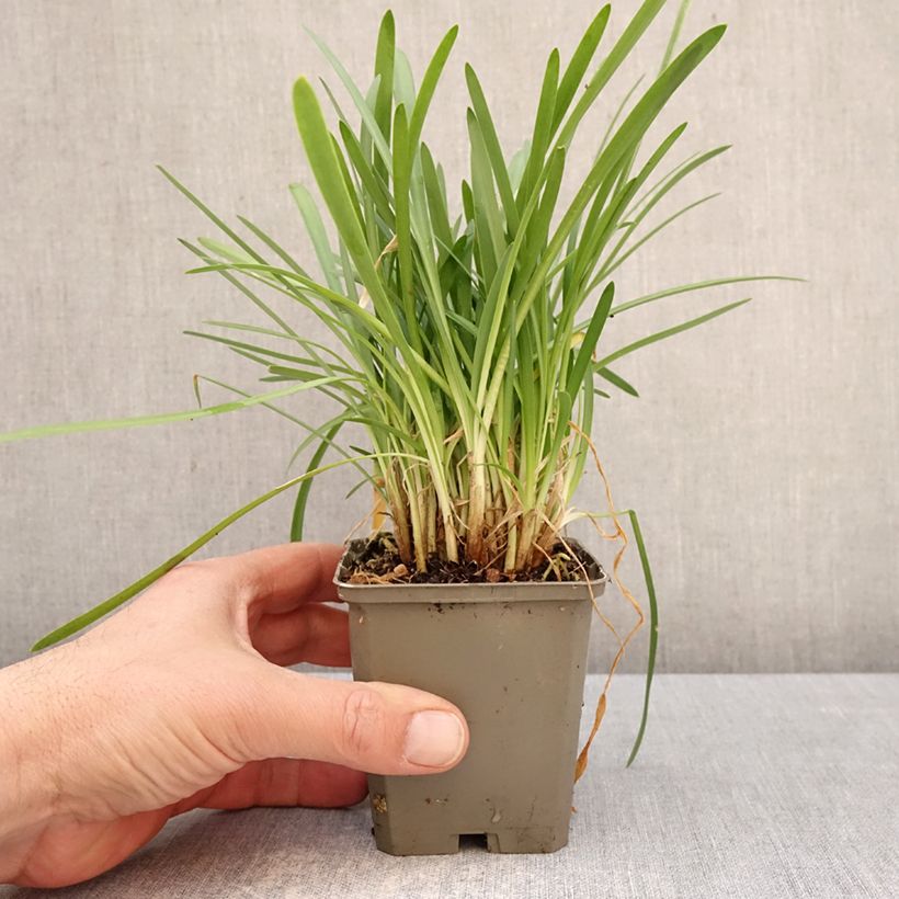 Amostra de Agapanto White Baby Vaso de 8/9 cm tal como entregue na primavera