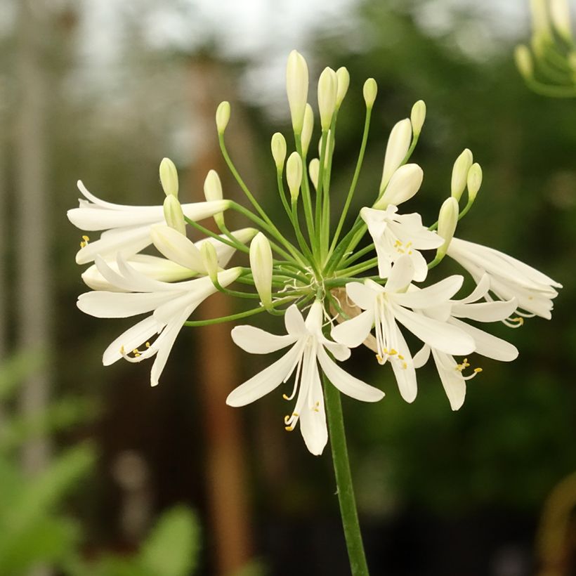 Agapanto White Baby (Floração)