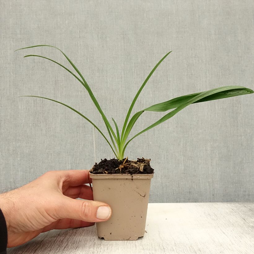 Amostra de Agapanto White Heaven Vaso de 8/9 cm tal como entregue no outono