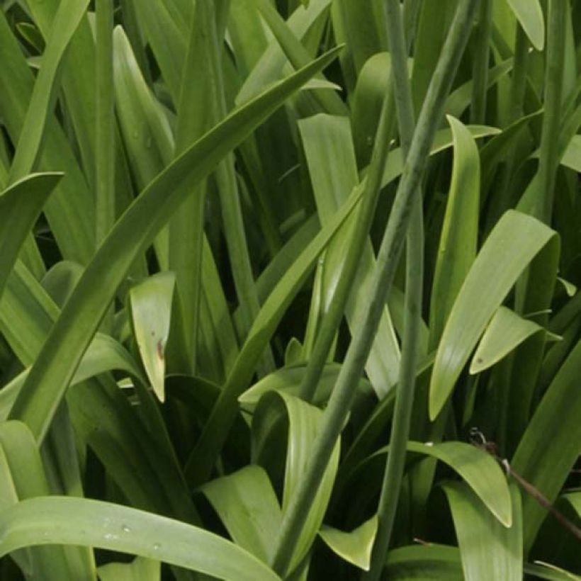 Agapanto Windsor Grey (Folhagem)
