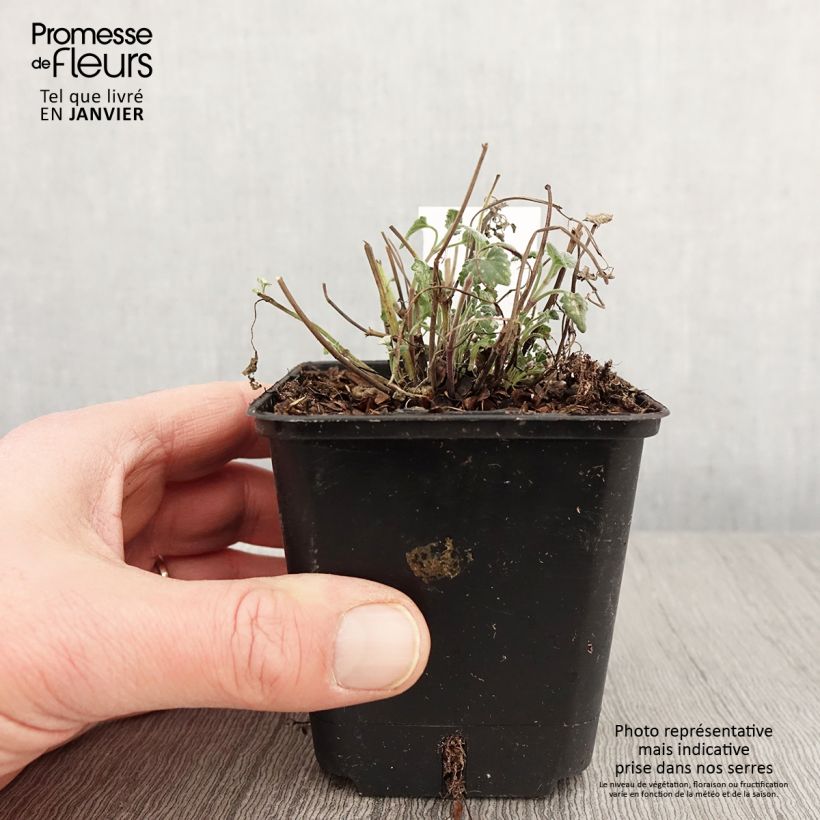 Amostra de Agastache aurantiaca Apricot Sprite - Agastache dorée Vaso de 8/9 cm tal como entregue no inverno