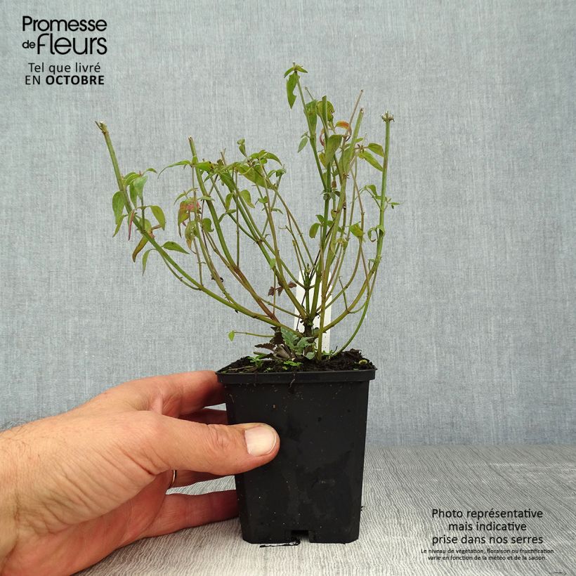 Amostra de Agastache barberi Firebird Vaso de 8/9 cm tal como entregue no outono