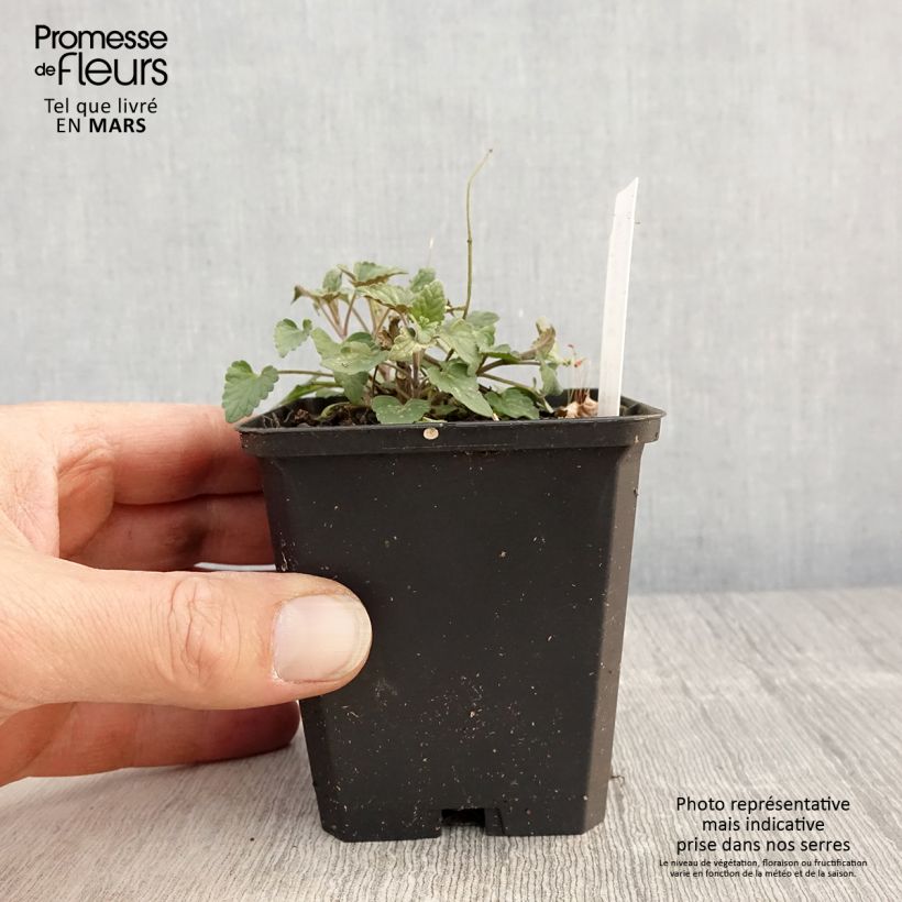 Amostra de Agastache barberi Firebird Vaso de 8/9 cm tal como entregue na primavera