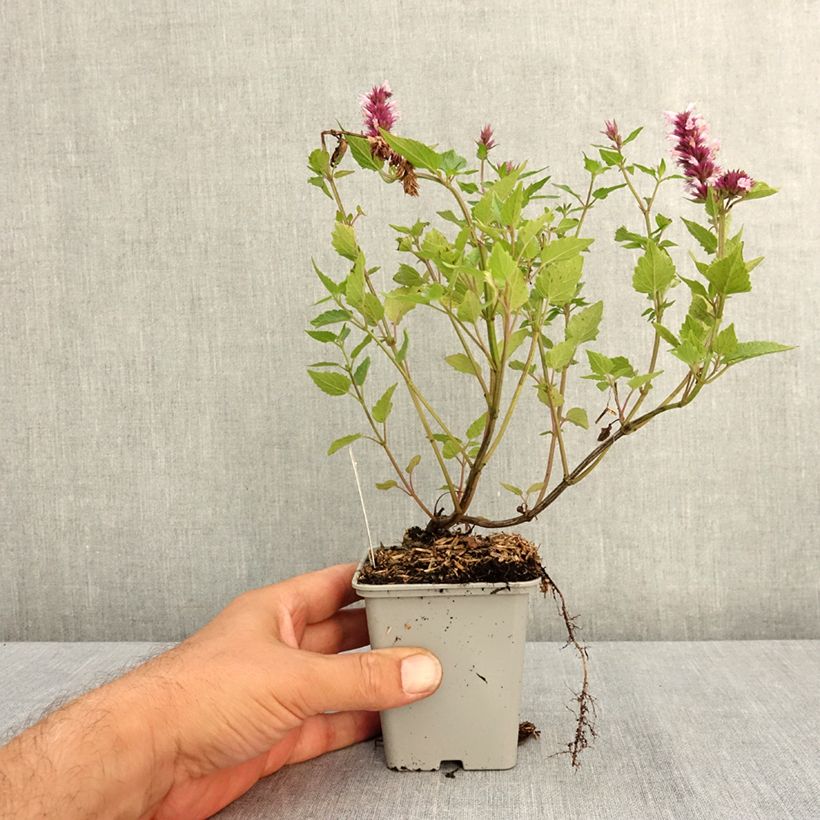 Amostra de Agastache Beelicious Pink Vaso de 7/8 cm tal como entregue no verão