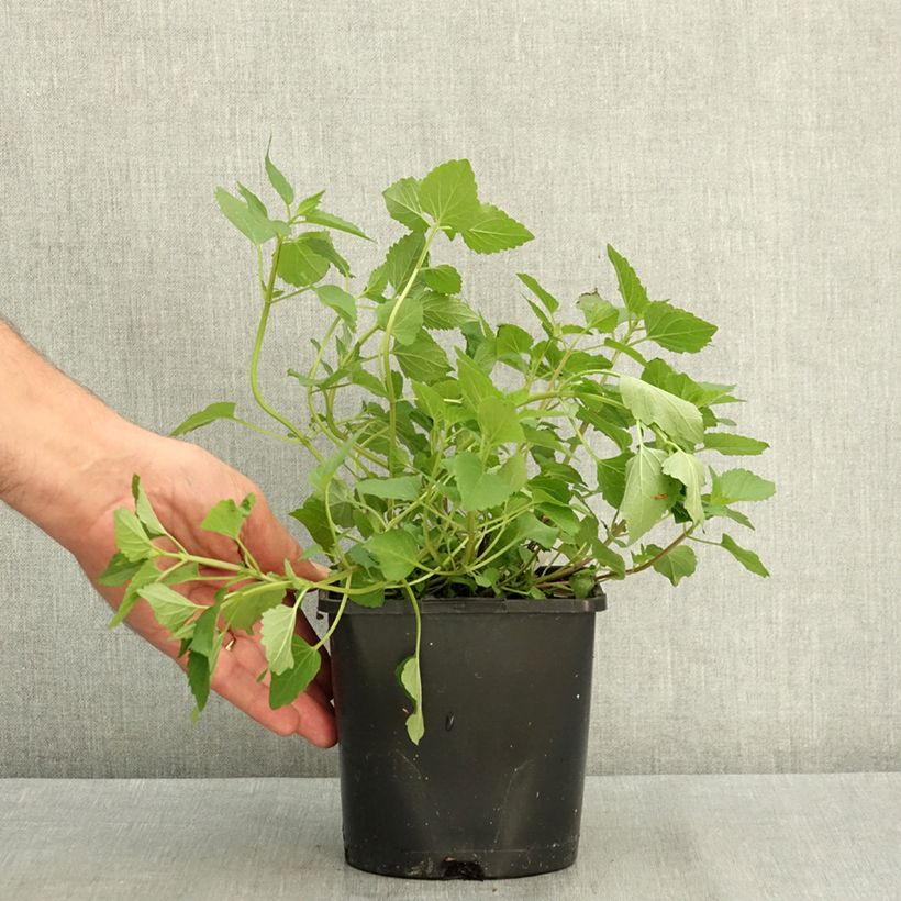 Amostra de Agastache Beelicious Pink Vaso de 2 L/3 L tal como entregue no verão