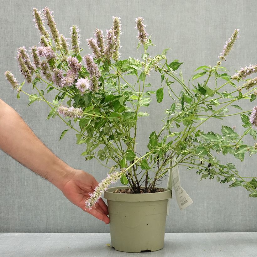 Amostra de Agastache Beelicious Pink Vaso de 3 L/4 L tal como entregue no verão