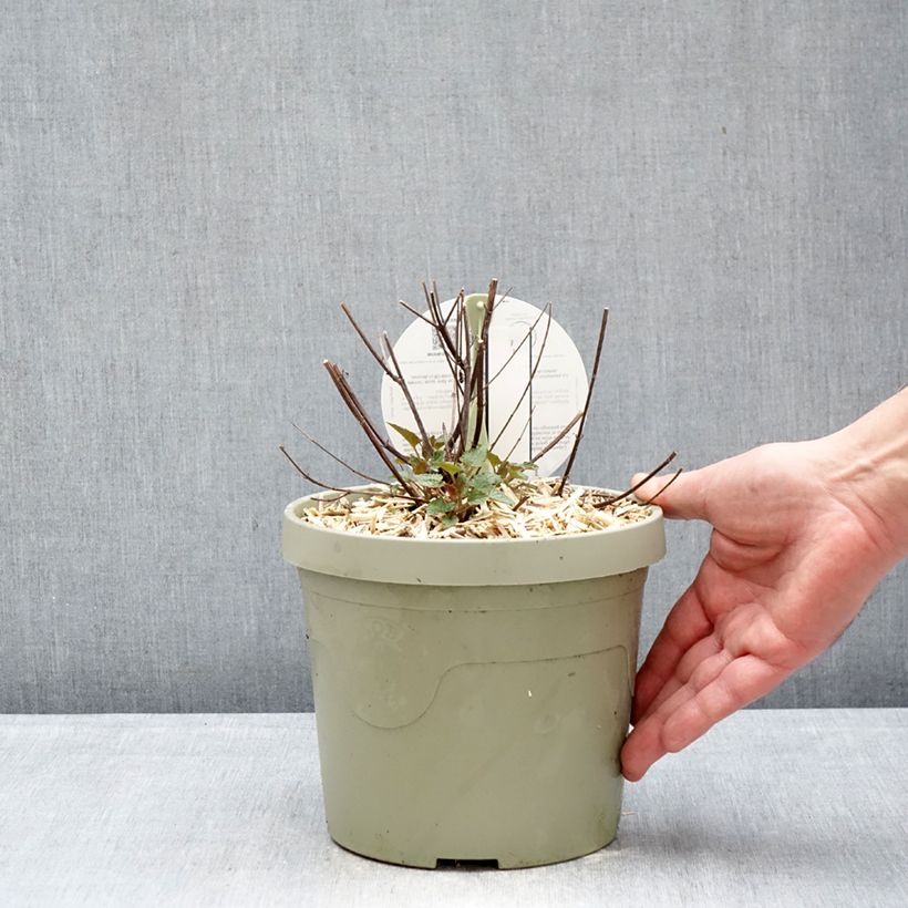 Amostra de Agastache Beelicious Pink Vaso de 3 L/4 L tal como entregue no inverno