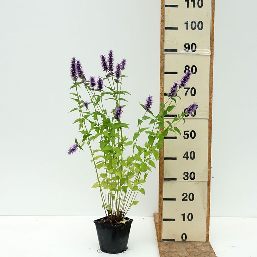 Amostra de Agastache foeniculum Black Adder Vaso de 2 L/3 L tal como entregue no verão