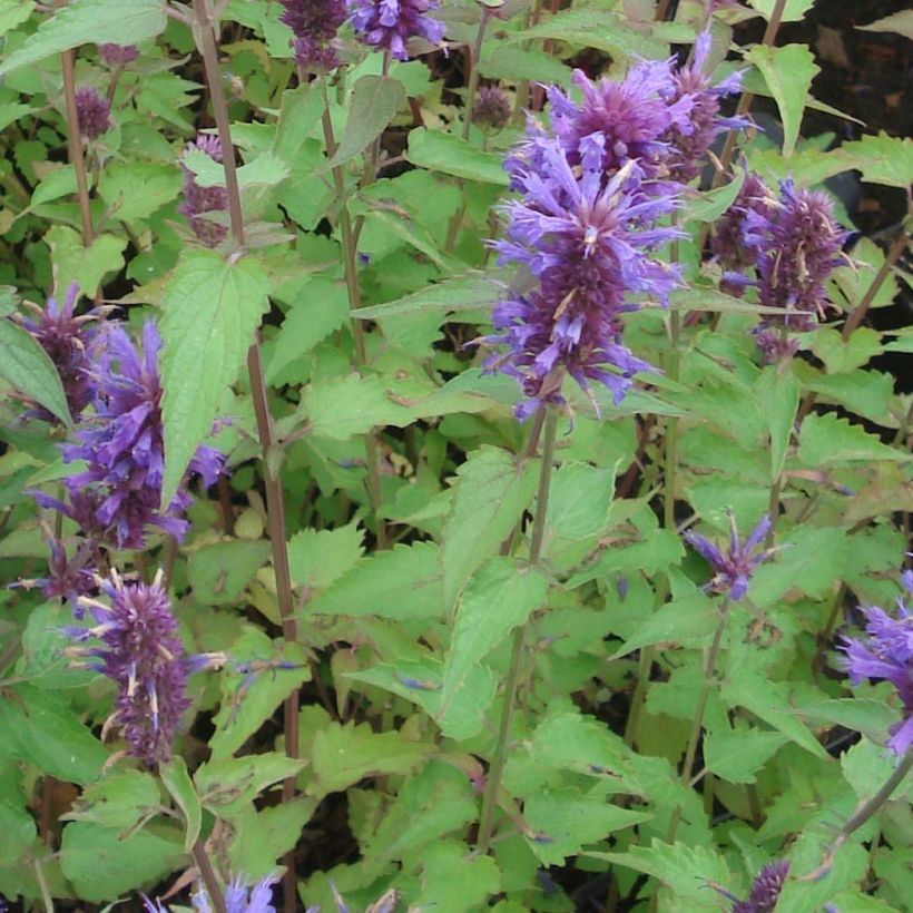Agastache Blue Boa (Folhagem)