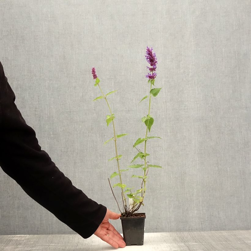 Amostra de Agastache Blue Boa Vaso de 8/9 cm tal como entregue no verão