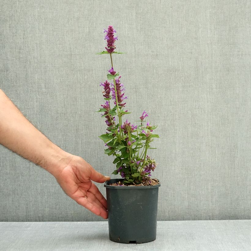 Amostra de Agastache Blue Boa Vaso de 2 L/3 L tal como entregue no verão