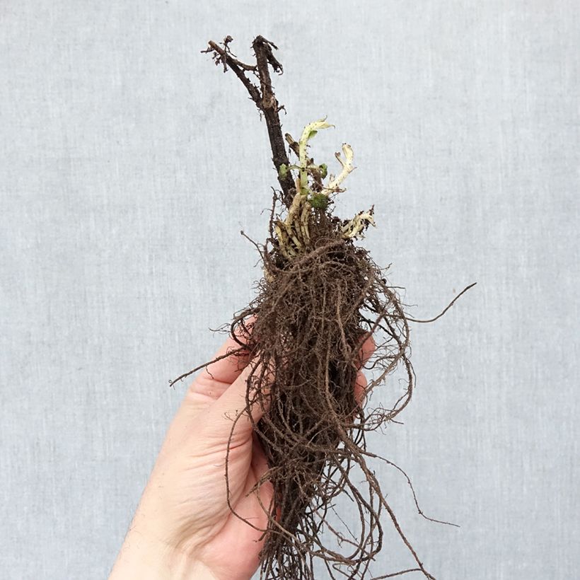 Amostra de Agastache Blue Fortune Raízes nuas tal como entregue no inverno
