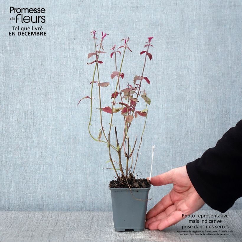 Amostra de Agastache cana Vaso de 8/9 cm tal como entregue no outono