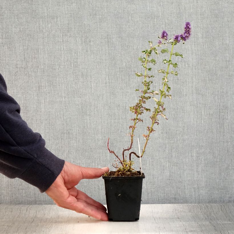 Amostra de Agastache Crazy Fortune Vaso de 8/9 cm tal como entregue no verão