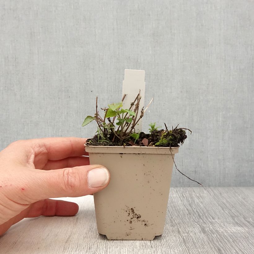 Amostra de Agastache Crazy Fortune Vaso de 8/9 cm tal como entregue na primavera