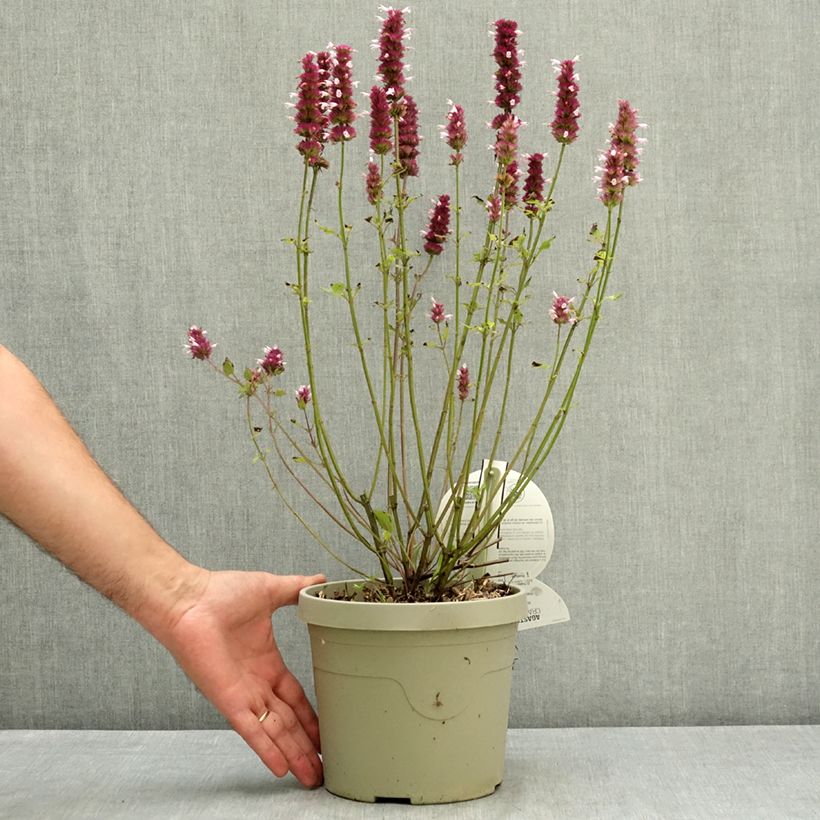 Amostra de Agastache Crazy Fortune Vaso de 3 L/4 L tal como entregue no verão