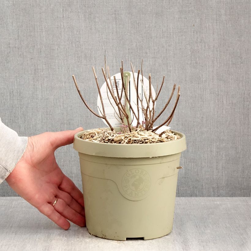 Amostra de Agastache Crazy Fortune Vaso de 3 L/4 L tal como entregue no inverno