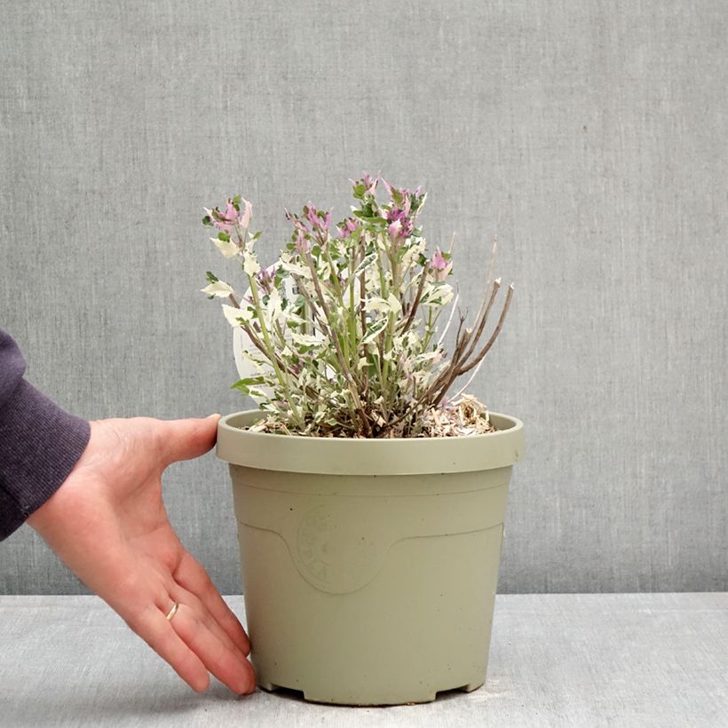 Amostra de Agastache Crazy Fortune Vaso de 3 L/4 L tal como entregue na primavera