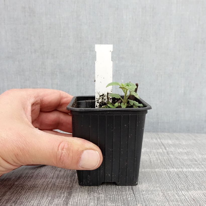 Amostra de Agastache foeniculum Vaso de 8/9 cm tal como entregue na primavera