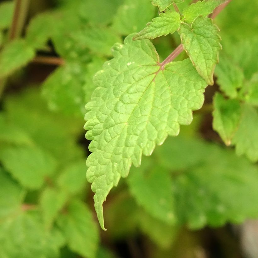Agastache foeniculum Celestia (Folhagem)