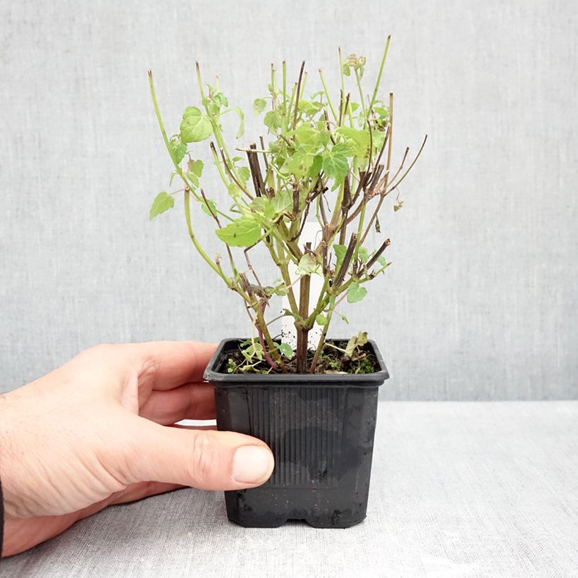 Amostra de Agastache foeniculum Celestia Vaso de 8/9 cm tal como entregue no outono
