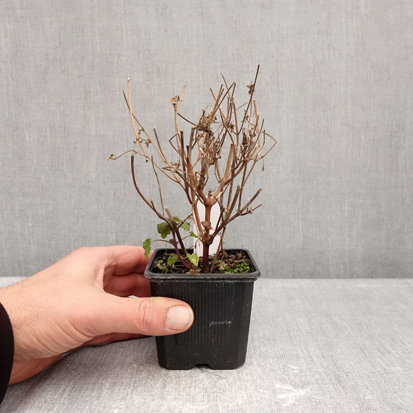 Amostra de Agastache foeniculum Celestia - Hysope anisée Godet de 8/9 cm tal como entregue no inverno