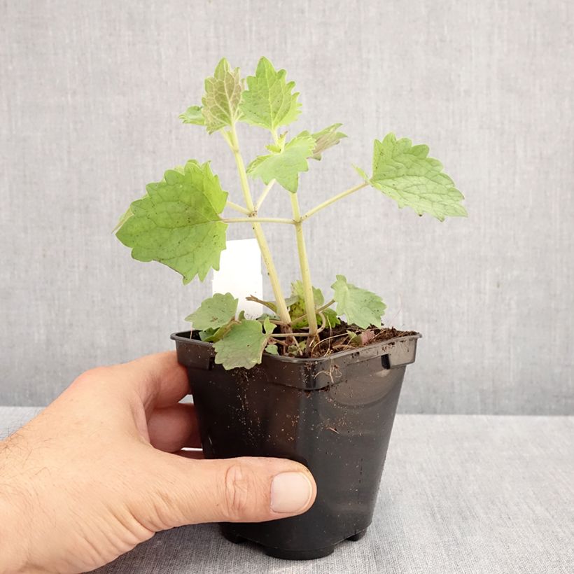 Amostra de Agastache Globetrotter Vaso de 8/9 cm tal como entregue no outono