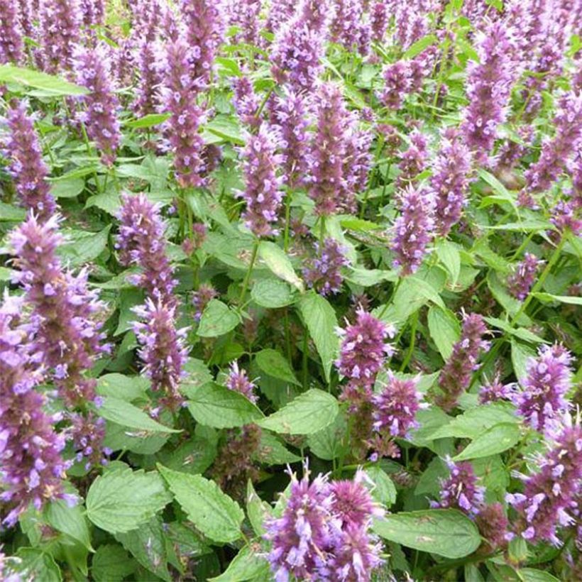 Agastache Beelicious Purple (Floração)