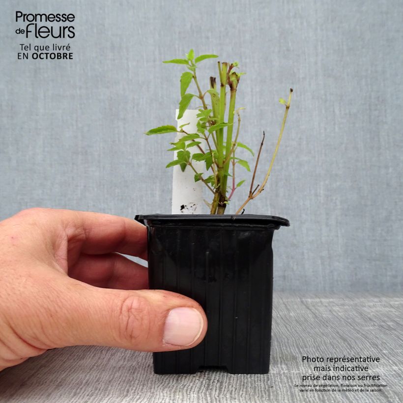 Amostra de Agastache Kolibri Vaso de 8/9 cm tal como entregue no outono