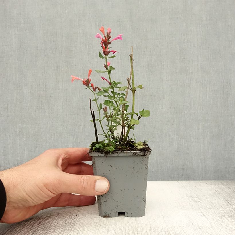Amostra de Agastache Kudos Ambrosia Vaso de 8/9 cm tal como entregue no outono