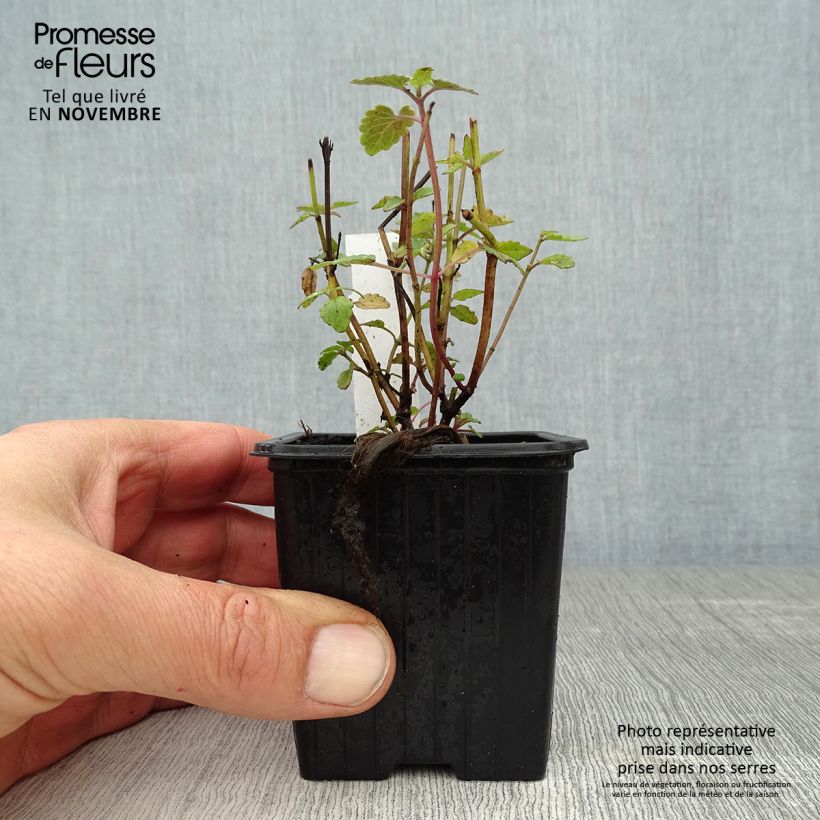 Amostra de Agastache Kudos Coral Vaso de 8/9 cm tal como entregue no outono