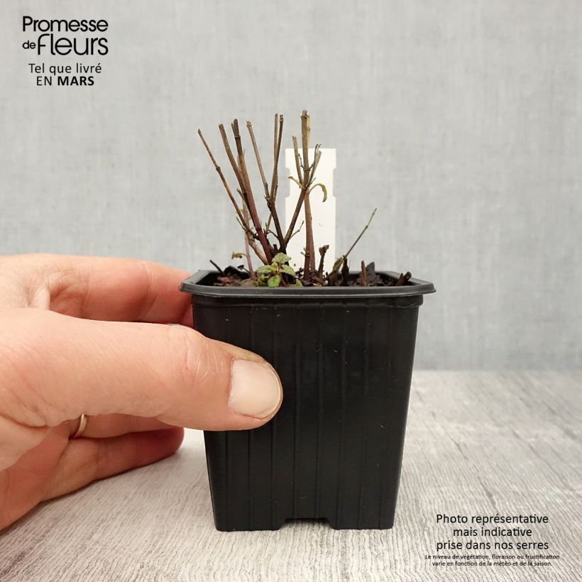 Amostra de Agastache Kudos Coral Vaso de 8/9 cm tal como entregue na primavera