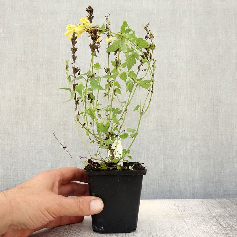 Amostra de Agastache Kudos Gold Vaso de 8/9 cm tal como entregue no outono