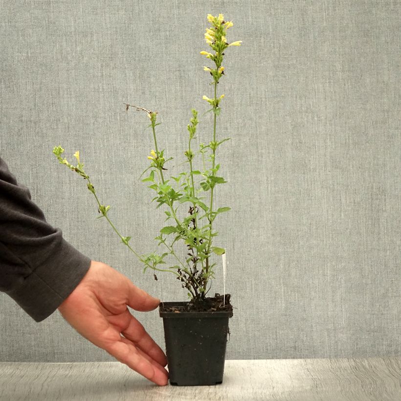 Amostra de Agastache Kudos Gold Vaso de 8/9 cm tal como entregue no verão