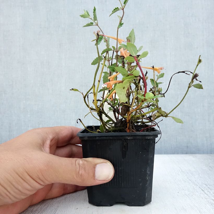 Amostra de Agastache Kudos Mandarin Vaso de 8/9 cm tal como entregue no verão