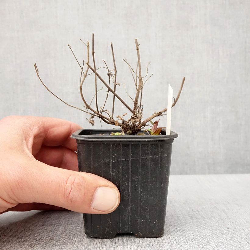 Amostra de Agastache Kudos Mandarin Vaso de 8/9 cm tal como entregue na primavera