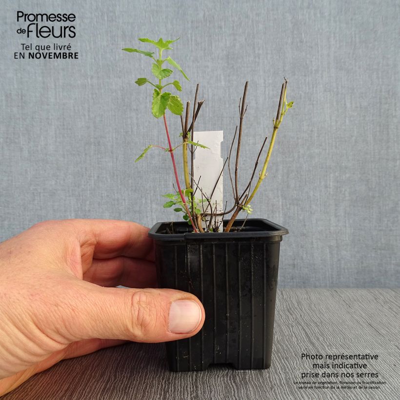 Amostra de Agastache Kudos Yellow Vaso de 8/9 cm tal como entregue no outono