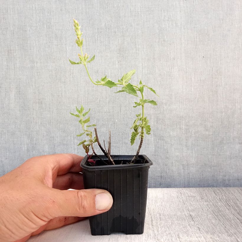 Amostra de Agastache Kudos Yellow Vaso de 8/9 cm tal como entregue no verão