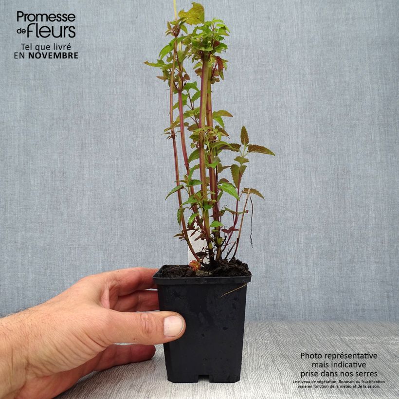 Amostra de Agastache mexicana Red Fortune Vaso de 8/9 cm tal como entregue no outono