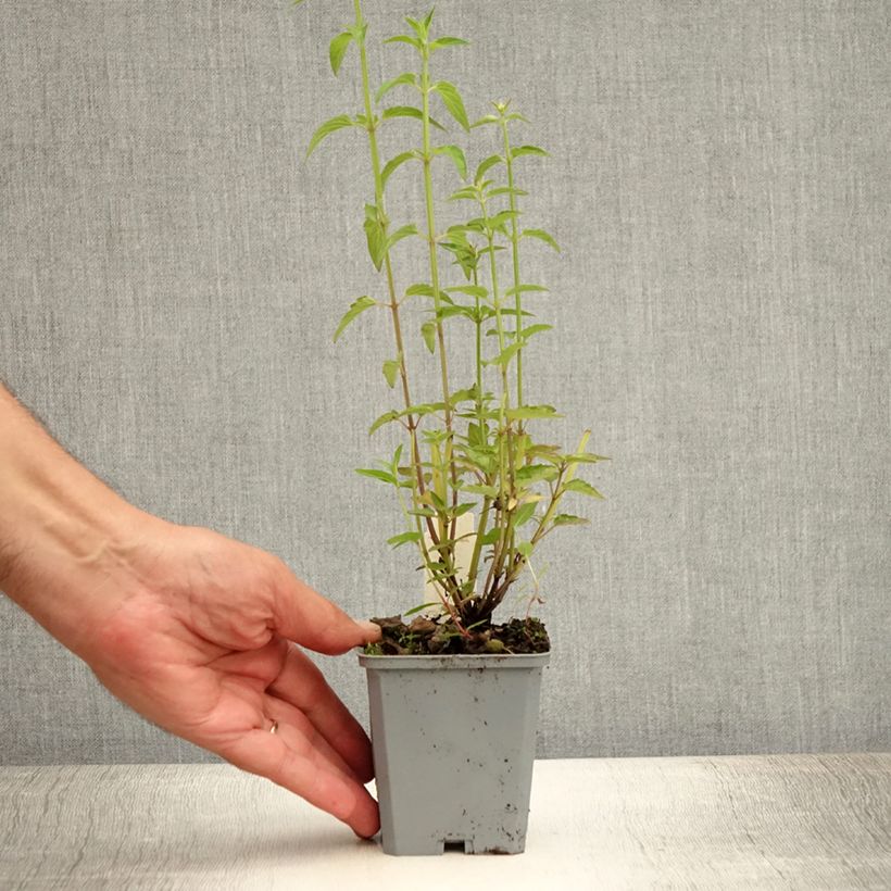 Amostra de Agastache mexicana Red Fortune Vaso de 8/9 cm tal como entregue no verão