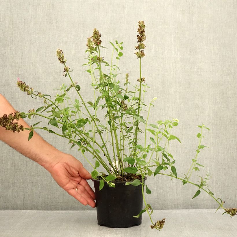 Amostra de Agastache mexicana Red Fortune Vaso de 2 L/3 L tal como entregue no verão