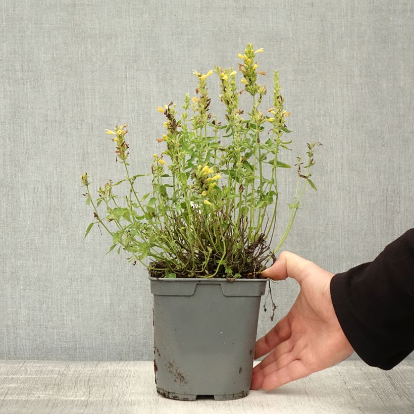 Amostra de Agastache Poquito Butter Yellow Vaso de 2 L/3 L tal como entregue no outono