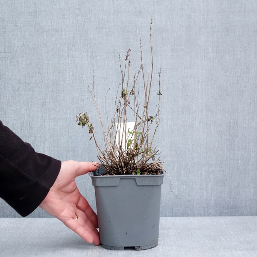 Amostra de Agastache Poquito Butter Yellow Vaso de 2 L/3 L tal como entregue no inverno