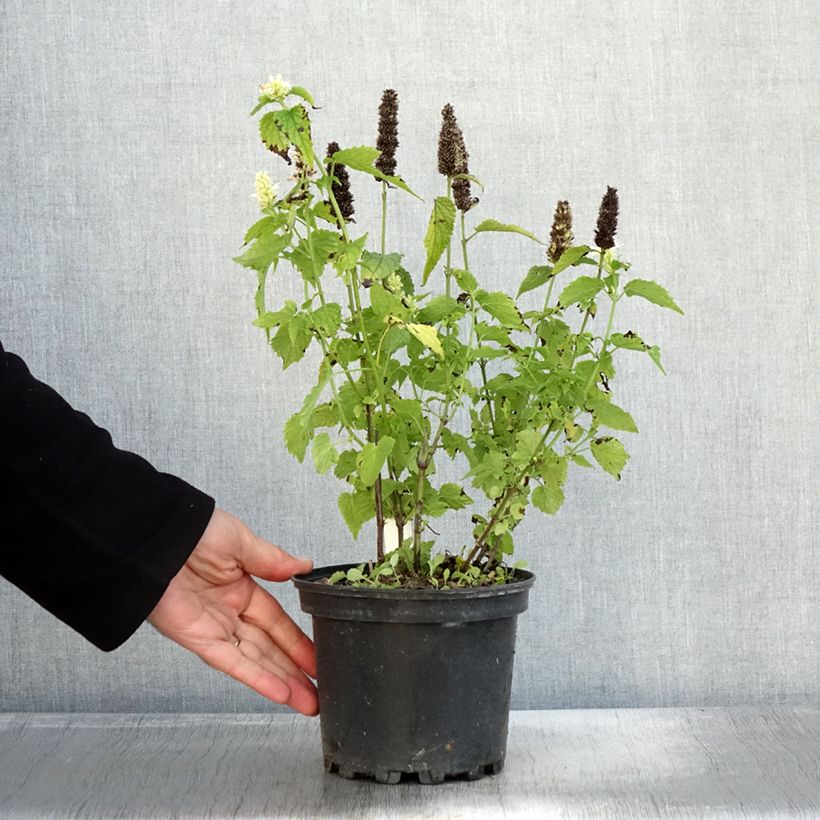 Amostra de Agastache rugosa Alabaster Pot de 2L/3L tal como entregue no outono